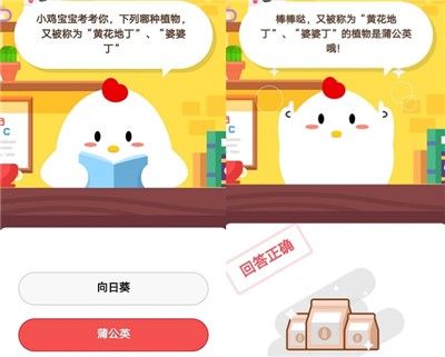 哪种植物又被称为黄花地丁、婆婆丁