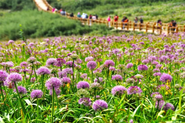 2021贵州韭菜坪什么时候开花 韭菜坪景区最佳旅游时间