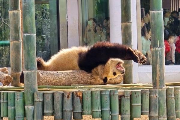 湖南岳阳中华大熊猫苑门票价格及交通地址和游玩攻略