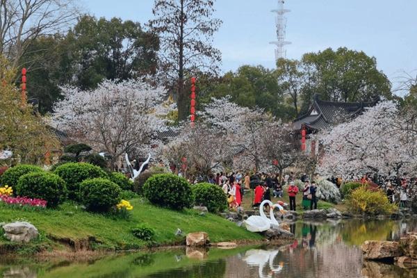 2023武汉东湖樱花园旅游攻略 - 开放时间 - 樱花花期 - 门票价格 - 预约教程 - 交通 - 地址 - 电话 - 天气