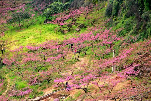 成都桃花故里景区游玩攻略-门票价格-景点信息