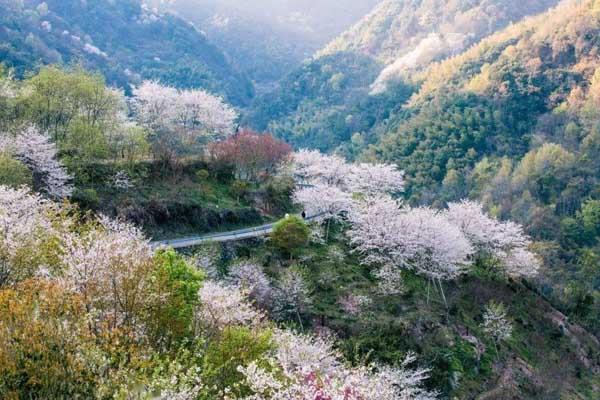 宁波赏樱花好去处