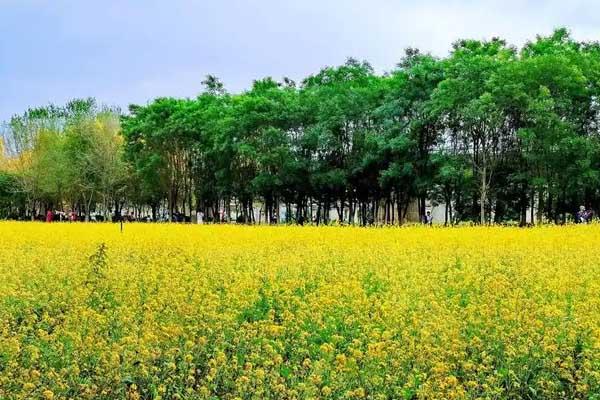 沈阳油菜花海在什么地方