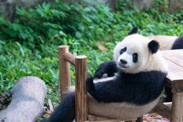 重庆有哪些亲子游玩地点推荐-重庆儿童游玩攻略必去景点